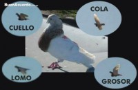 /album/palomas-buchonas-de-estilo/estilo-1-jpg/